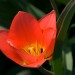 Blooming Red Tulip