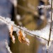 Heavily Frosted Twig