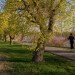 Jogger on Urban Trail