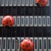 Ladybugs in the Rain