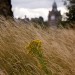 Long Grass Blowing in the Wind