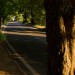 Quiet Road Leading Up to Assisi