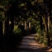 Quiet Shaded Dirt Road