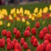 Red and Yellow Tulips