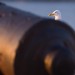 Seagull Behind a Cannon