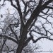 Snowy Oak at Capitol Square
