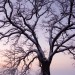 Snowy Oak Tree