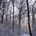 Snowy Trail