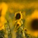 Sunflower in a Crowd