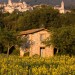 Sunflowers Near Assisi