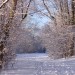 Trail in Winter