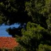 View of Orange Tile Roof Through Trees