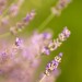 Wild Lavender Plants