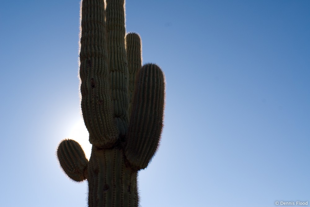 Cactus in the Sun
