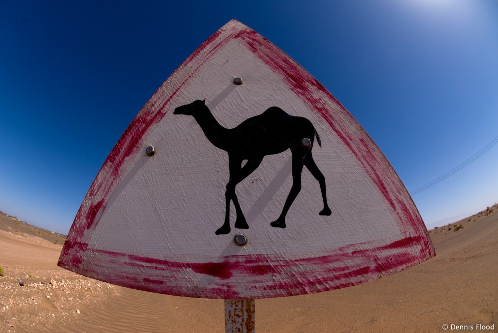 Camel Crossing Sign