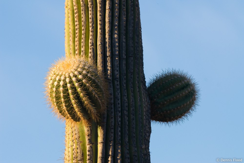 Desert Green and Blue