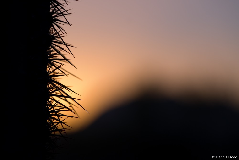 Desert Silhouettes at Sunset