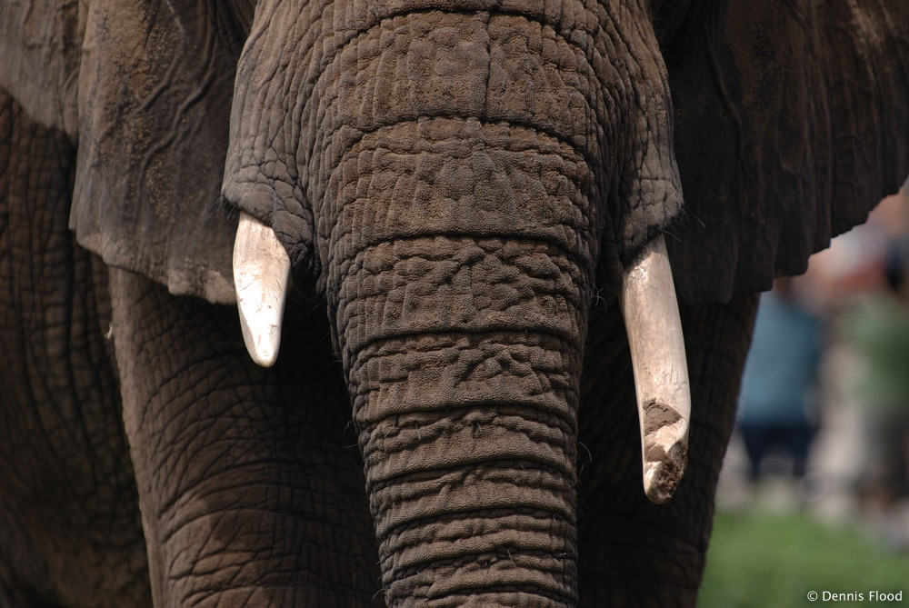 Elephant Trunk close up. Elephant tusks