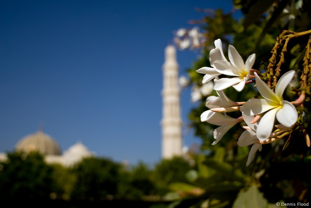 Mosque Flowers