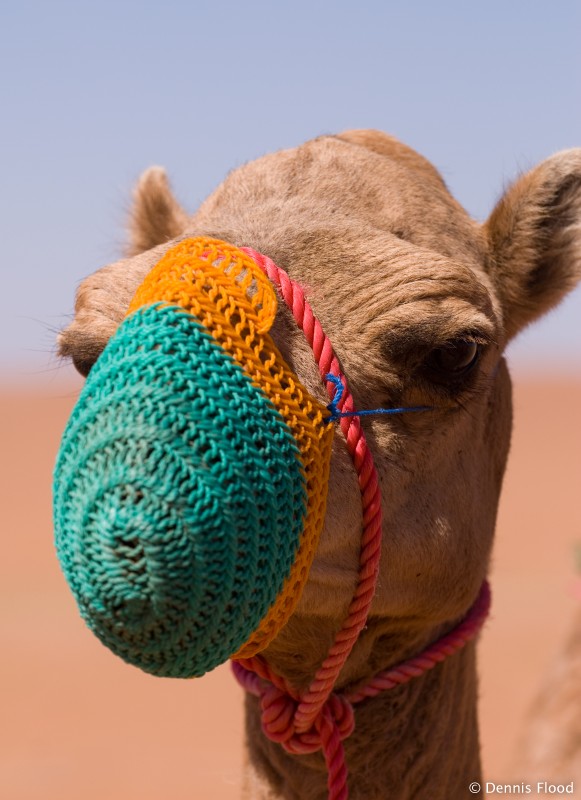 Muzzled Camel