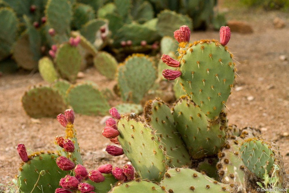 Prickly Pear Cactus Blooms