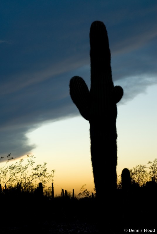 Saguaro Cactus at Dusk