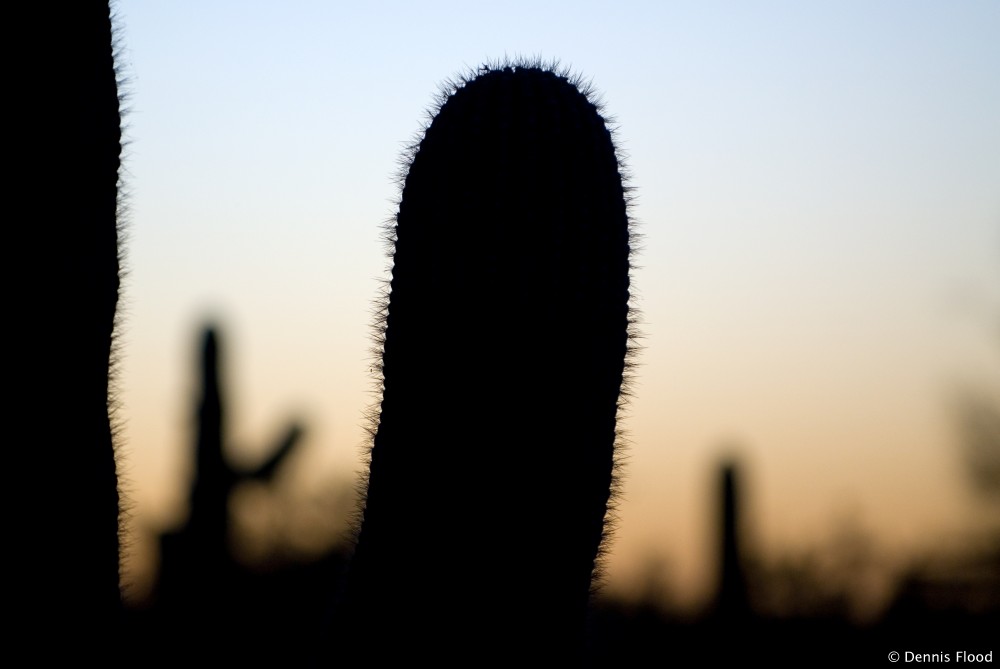 Saguaro Silhouette