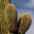 Saguaro Cactus Prickles