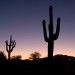 Arizona Desert at Sunset