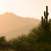 Cactus and Palo Verde