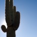 Cactus in the Sun