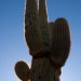 Cactus in the Sun