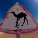 Camel Crossing Sign