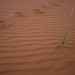 Camel Footprints