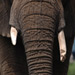 Elephant Trunk and Tusks