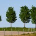 Four Trees