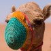 Muzzled Camel