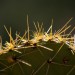 Prickly Pear Close Up