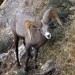 Rocky Mountain Bighorn Sheep