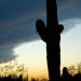 Saguaro Cactus at Dusk