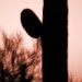 Saguaro Cactus at Dusk