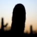 Saguaro Silhouette