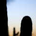 Saguaro Silhouette