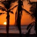 Silhouetted Palm Trees at Sunset