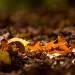 Leaves on the Ground