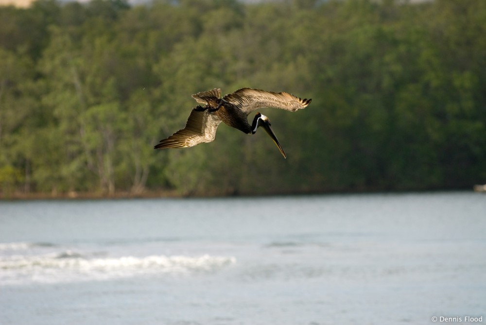 Diving Brown Pelican