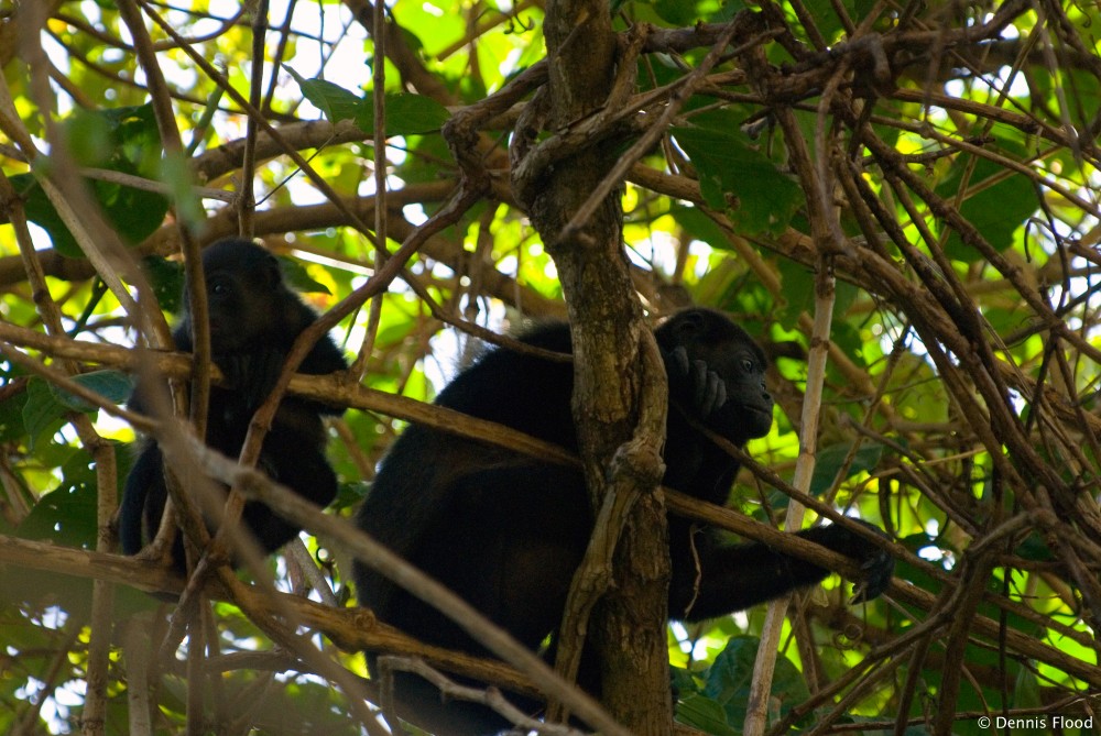 Howler Monkeys