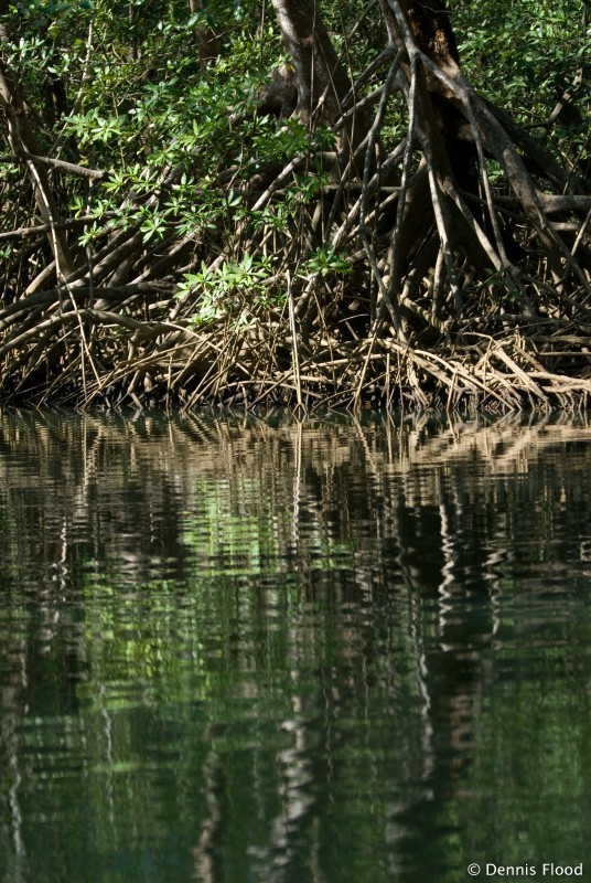 Mangrove Reflections