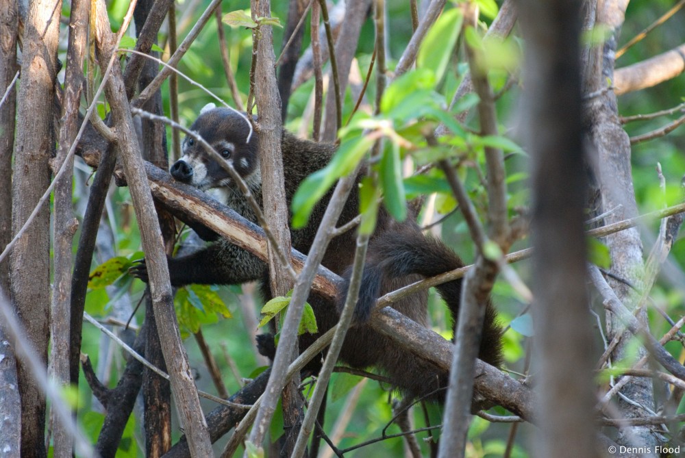 White-nosed Coati in Tree