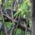 White-nosed Coati in Tree